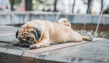 Pugs, Bulldogs Franceses y Otras Razas con Problemas Respiratorios Corren Grave Riesgo de Muerte por Golpe de Calor en Medio de un Calor sin Precedentes